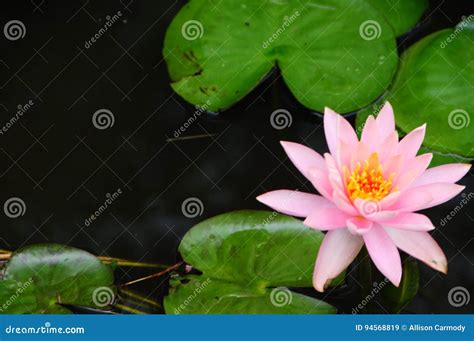 lilypdds|Nymphaeaceae .